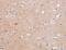 Cell Division Cycle 7 antibody, MBS2517855, MyBioSource, Immunohistochemistry paraffin image 