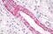GPR43 antibody, MBS248885, MyBioSource, Immunohistochemistry paraffin image 