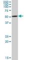 Exo/Endonuclease G antibody, H00009941-M02, Novus Biologicals, Western Blot image 