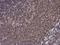 Moesin antibody, GTX101708, GeneTex, Immunohistochemistry paraffin image 