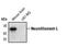 Neurofilament Light antibody, MA5-15097, Invitrogen Antibodies, Western Blot image 