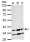 RNA Binding Motif Protein 4 antibody, NBP2-20106, Novus Biologicals, Western Blot image 