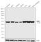 Corticotropin Releasing Hormone Receptor 1 antibody, 720290, Invitrogen Antibodies, Western Blot image 