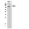 CD36 Molecule antibody, LS-C387689, Lifespan Biosciences, Western Blot image 