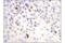 Lymphocyte Activating 3 antibody, 15372S, Cell Signaling Technology, Immunohistochemistry frozen image 