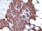 Parathyroid Hormone antibody, NBP2-48404, Novus Biologicals, Immunohistochemistry paraffin image 