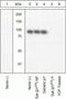 Spleen Associated Tyrosine Kinase antibody, 44-234G, Invitrogen Antibodies, Western Blot image 