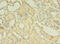 Testis Specific 13 antibody, CSB-PA842737LA01HU, Cusabio, Immunohistochemistry frozen image 