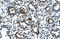 Proline Rich 7, Synaptic antibody, 28-175, ProSci, Immunohistochemistry frozen image 