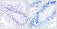 TEP1 antibody, abx013770, Abbexa, Western Blot image 