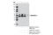MAPK Activated Protein Kinase 2 antibody, 12155S, Cell Signaling Technology, Immunoprecipitation image 