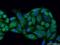 Ribonuclease H1 antibody, 15606-1-AP, Proteintech Group, Immunofluorescence image 