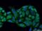 Ribonuclease H1 antibody, 15606-1-AP, Proteintech Group, Immunofluorescence image 