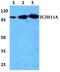Zinc Finger CCCH-Type Containing 11A antibody, A10568-1, Boster Biological Technology, Western Blot image 