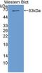 Serine/Threonine Kinase 39 antibody, LS-C373817, Lifespan Biosciences, Western Blot image 