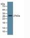 Dickkopf WNT Signaling Pathway Inhibitor 1 antibody, abx132066, Abbexa, Western Blot image 