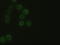 Hematopoietically Expressed Homeobox antibody, TA500026, Origene, Immunofluorescence image 