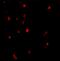 Cbl Proto-Oncogene antibody, 3967, ProSci, Immunofluorescence image 