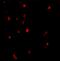 Cbl Proto-Oncogene antibody, 3967, ProSci, Immunofluorescence image 