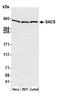Sacsin Molecular Chaperone antibody, A305-326A, Bethyl Labs, Western Blot image 