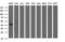Fibrinogen Gamma Chain antibody, M00790-1, Boster Biological Technology, Western Blot image 