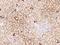 AT-Hook Containing Transcription Factor 1 antibody, 205696-T10, Sino Biological, Immunohistochemistry paraffin image 