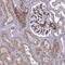 Tensin 1 antibody, NBP1-84130, Novus Biologicals, Immunohistochemistry frozen image 