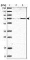 Zinc Finger Protein 846 antibody, NBP1-90914, Novus Biologicals, Western Blot image 