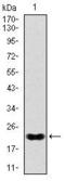 NK2 Homeobox 2 antibody, MA5-17138, Invitrogen Antibodies, Western Blot image 