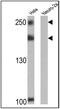 T3 receptor-associating factor antibody, NB120-2781, Novus Biologicals, Western Blot image 