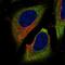 Reticulophagy Regulator 1 antibody, NBP2-55248, Novus Biologicals, Immunofluorescence image 