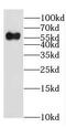 EH Domain Containing 1 antibody, FNab02674, FineTest, Western Blot image 