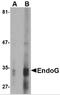Endonuclease G antibody, PM-4577, ProSci, Western Blot image 