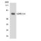 Adhesion G Protein-Coupled Receptor G5 antibody, LS-C292004, Lifespan Biosciences, Western Blot image 