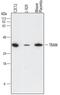 Toll Like Receptor Adaptor Molecule 2 antibody, MAB4348, R&D Systems, Western Blot image 