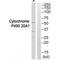 Cytochrome P450 Family 20 Subfamily A Member 1 antibody, A14222, Boster Biological Technology, Western Blot image 