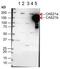 Castor Zinc Finger 1 antibody, GTX48704, GeneTex, Western Blot image 