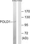 DNA Polymerase Delta 1, Catalytic Subunit antibody, A30643, Boster Biological Technology, Western Blot image 