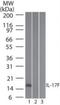 Interleukin 17F antibody, NBP2-24939, Novus Biologicals, Western Blot image 