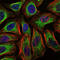 Cbl Proto-Oncogene antibody, M00152, Boster Biological Technology, Immunofluorescence image 