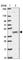 Transmembrane protein 79 antibody, HPA055214, Atlas Antibodies, Western Blot image 