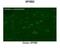 SplA/Ryanodine Receptor Domain And SOCS Box Containing 2 antibody, NBP1-74266, Novus Biologicals, Immunohistochemistry frozen image 