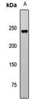 Mitogen-Activated Protein Kinase Binding Protein 1 antibody, LS-C668493, Lifespan Biosciences, Western Blot image 