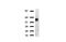 Hemogen antibody, LS-C796898, Lifespan Biosciences, Western Blot image 