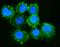 Moesin antibody, M00766-2, Boster Biological Technology, Immunofluorescence image 