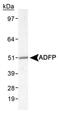 Perilipin 2 antibody, PA1-16972, Invitrogen Antibodies, Western Blot image 