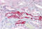 Solute Carrier Family 39 Member 14 antibody, MBS244467, MyBioSource, Immunohistochemistry frozen image 