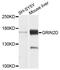 GRIN2D antibody, abx135998, Abbexa, Western Blot image 