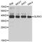 Glutaredoxin 3 antibody, MBS129729, MyBioSource, Western Blot image 