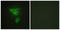 PDZ And LIM Domain 1 antibody, LS-B7050, Lifespan Biosciences, Immunofluorescence image 